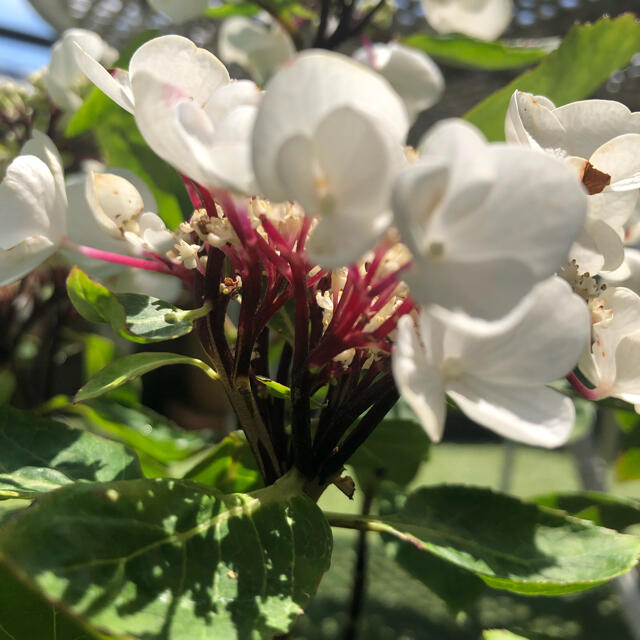 週末お値引き‼️紫陽花　数チョコチックホワイト　挿し穂2本　黒軸　赤茎　希少 ハンドメイドのフラワー/ガーデン(その他)の商品写真