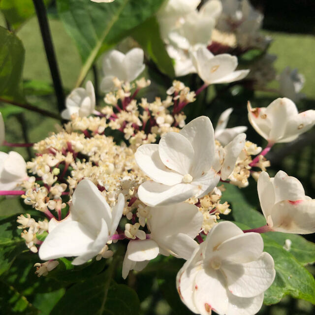 週末お値引き‼️紫陽花　数チョコチックホワイト　挿し穂2本　黒軸　赤茎　希少 ハンドメイドのフラワー/ガーデン(その他)の商品写真