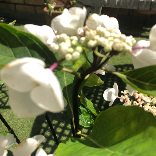 週末お値引き‼️紫陽花　数チョコチックホワイト　挿し穂2本　黒軸　赤茎　希少 ハンドメイドのフラワー/ガーデン(その他)の商品写真