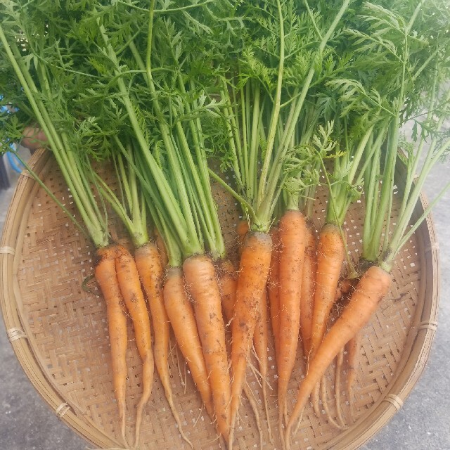 無農薬野菜詰め合わせ 食品/飲料/酒の食品(野菜)の商品写真