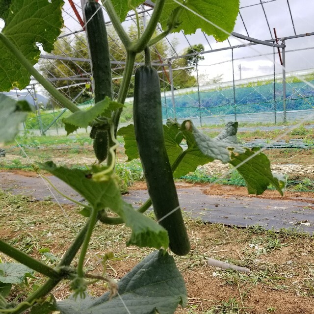 無農薬野菜詰め合わせ 食品/飲料/酒の食品(野菜)の商品写真