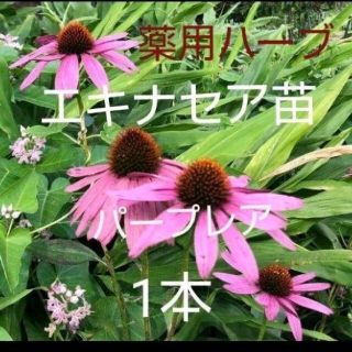 薬用ハーブ エキナセア パープレア 苗(その他)