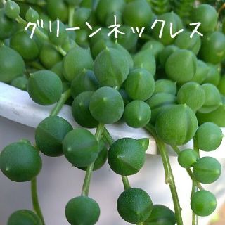 多肉植物【グリーンネックレス】カット苗(その他)