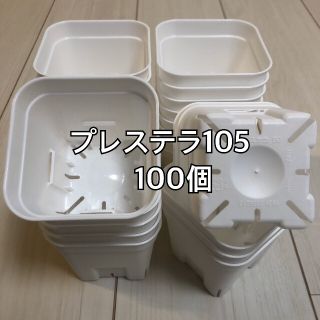 プレステラ105 白 100個(プランター)