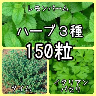 【ハーブの種】選べる3種 150粒 種子(野菜)