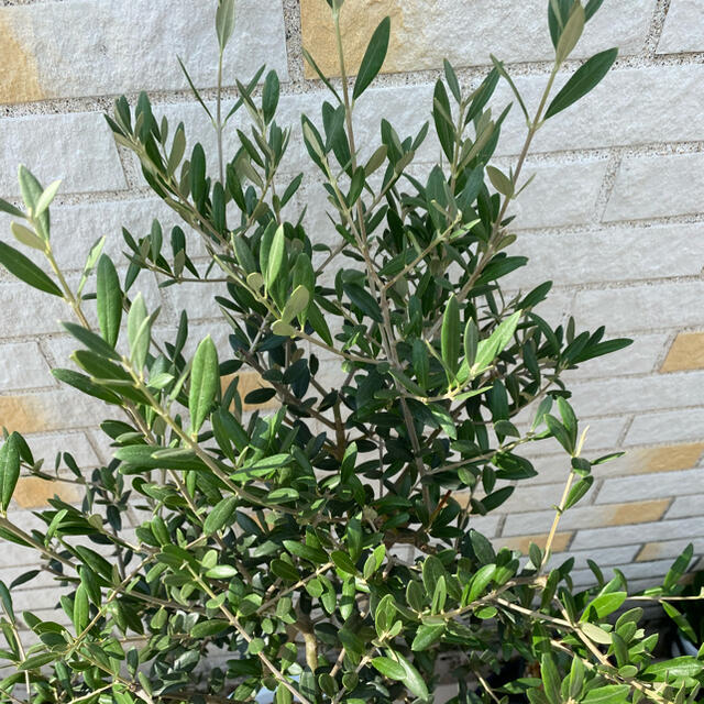 観葉植物　創樹(SOUJU)  幹太　オリーブの木　苗　7号マンザニロオリーブ