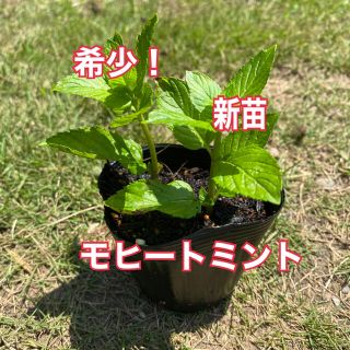 希少種❗️モヒートミント　新苗！(その他)