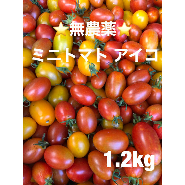 ⭐︎無農薬⭐︎ミニトマト アイコ 食品/飲料/酒の食品(野菜)の商品写真