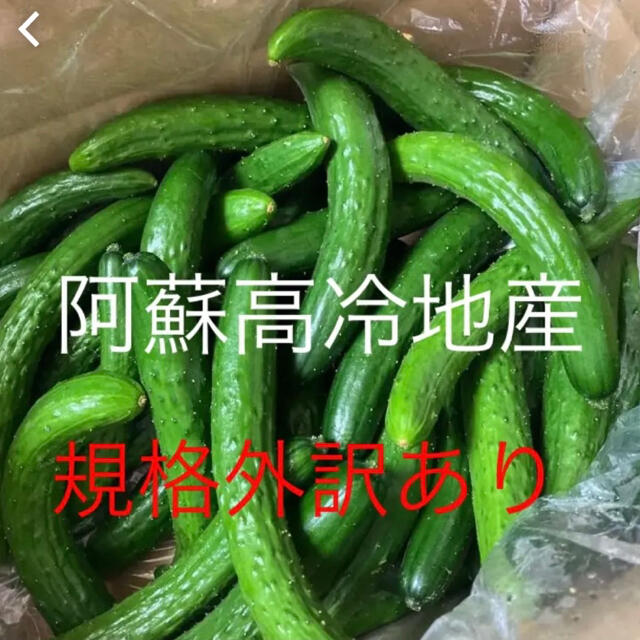 阿蘇のきゅうり　ミニサイズ〜細めのきゅうり　ネコポス1kg 食品/飲料/酒の食品(野菜)の商品写真