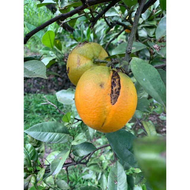 国産　バレンシア  オレンジ　家庭用　訳あり　フルーツ　柑橘 食品/飲料/酒の食品(フルーツ)の商品写真