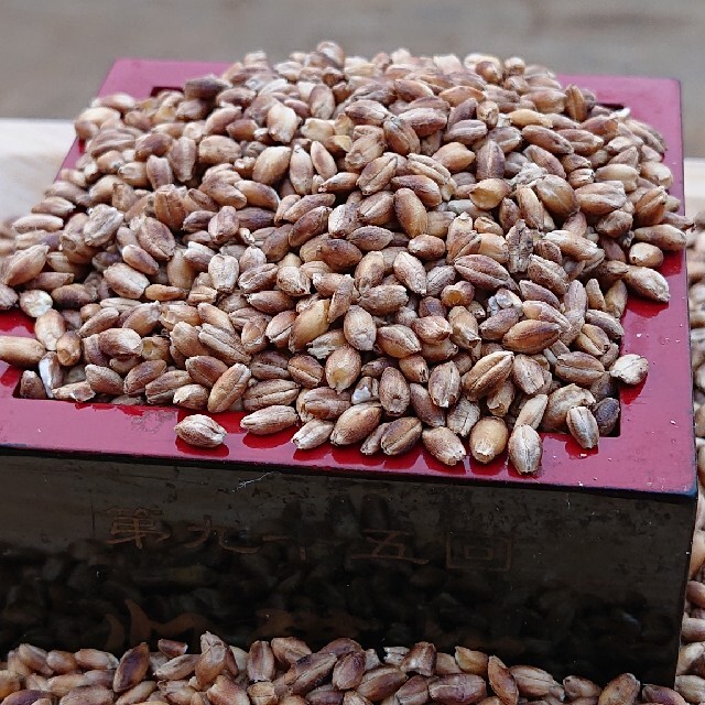 紫もち麦１kg(ダイシモチ)令和３年５月２３日収穫 食べやすい八分精麦 食品/飲料/酒の食品(米/穀物)の商品写真