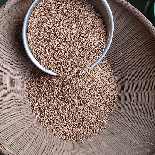 紫もち麦１kg(ダイシモチ)令和３年５月２３日収穫 食べやすい八分精麦 食品/飲料/酒の食品(米/穀物)の商品写真