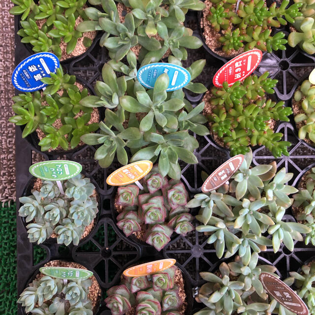 カラフル多肉植物⭐︎12本セット(*´∇｀*) ハンドメイドのフラワー/ガーデン(その他)の商品写真