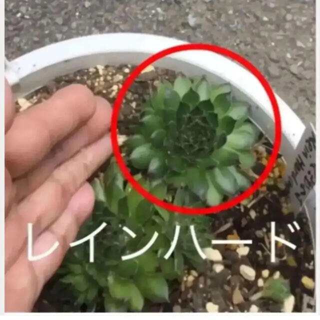 多肉植物②　センペルビウム　レイン　ハード　抜き苗