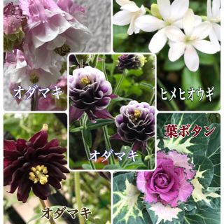 種　花種子　5品種セット(その他)