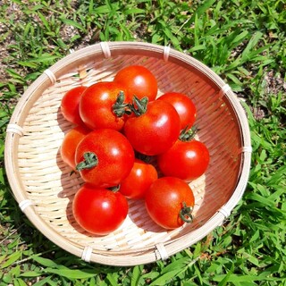 岡山県　中玉　フルーツトマト　フルティカ　甘い甘い♪(野菜)