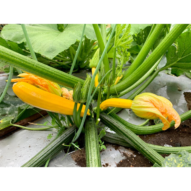 畑直送　無農薬野菜　60サイズ 食品/飲料/酒の食品(野菜)の商品写真