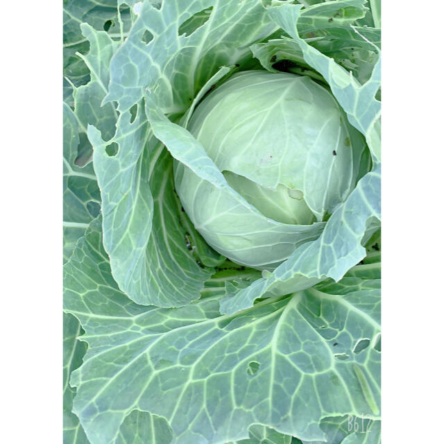 畑直送　無農薬野菜　60サイズ 食品/飲料/酒の食品(野菜)の商品写真
