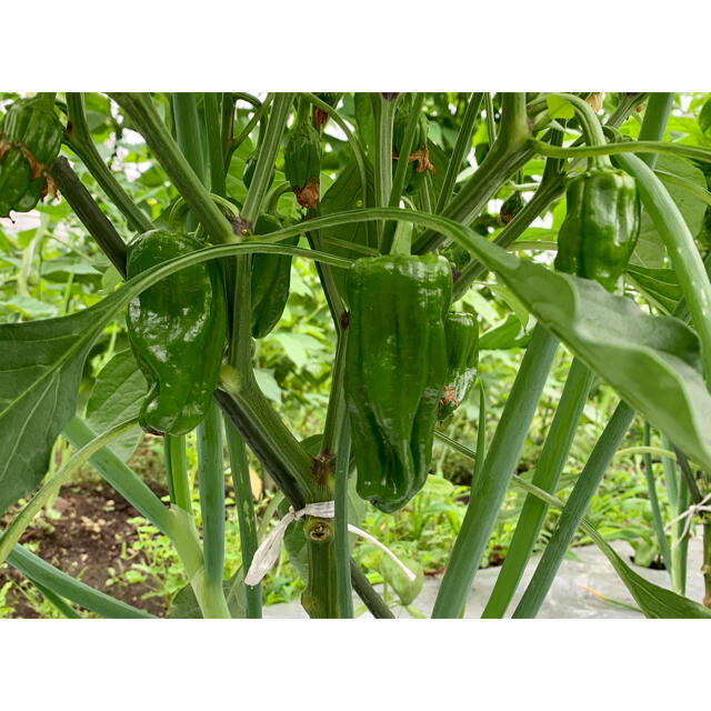 畑直送　無農薬野菜　60サイズ 食品/飲料/酒の食品(野菜)の商品写真