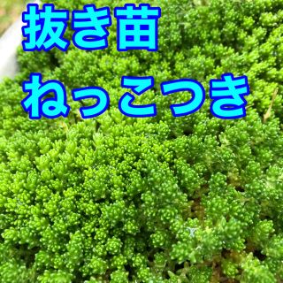 多肉植物　グリーンセダム　抜き苗　根っこつき　即購入歓迎(その他)