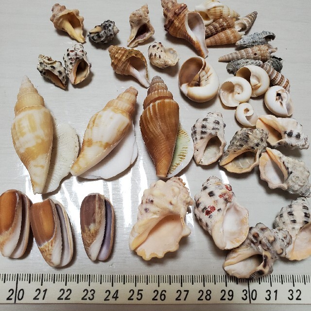 貝殻セット10 ハンドメイドの素材/材料(各種パーツ)の商品写真