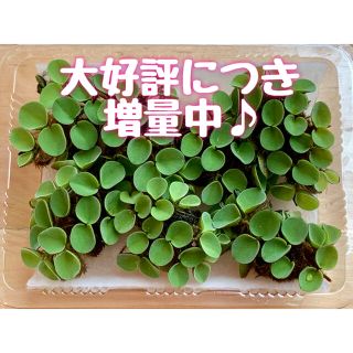 【無農薬】サルビニアククラータ オオサンショウモ 浮草 水草 ビオトープ(アクアリウム)