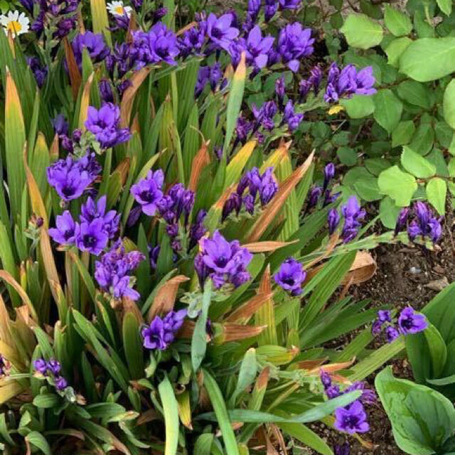 バビアナ紫15球 ハンドメイドのフラワー/ガーデン(その他)の商品写真