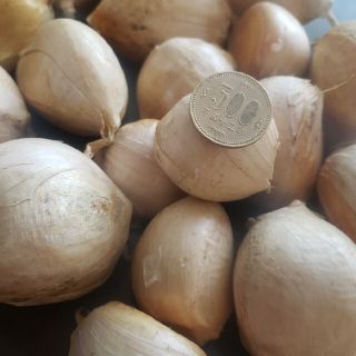 【詰め放題】ジャンボにんにく　ばら(野菜)