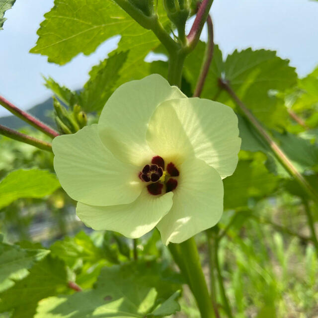 夏野菜【高知県産オクラ】Lサイズ　30本　産地直送　即購入OKです！ 食品/飲料/酒の食品(野菜)の商品写真