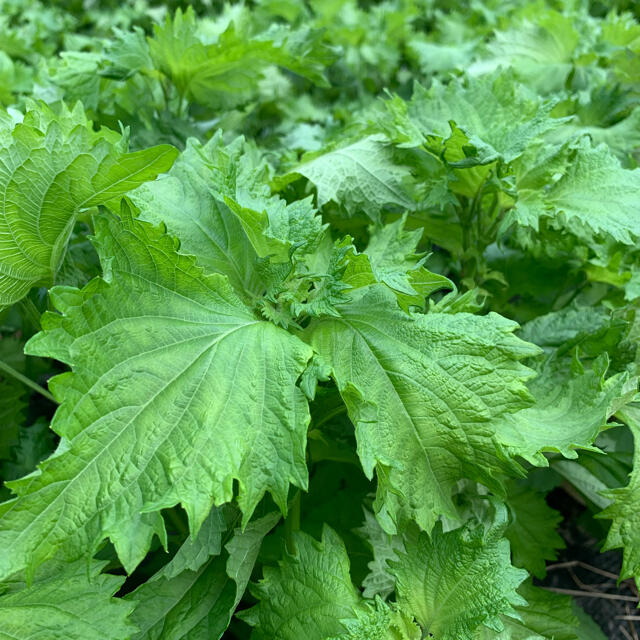 熊本産無農薬青シソ 食品/飲料/酒の食品(野菜)の商品写真