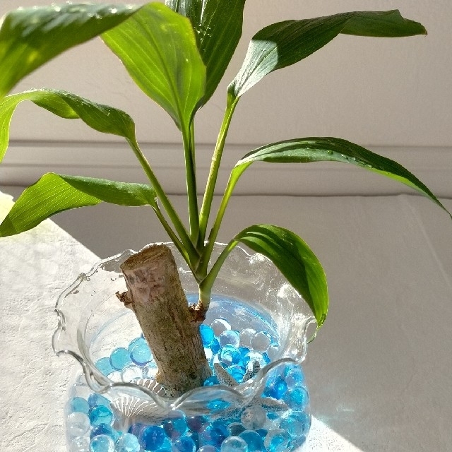 ドラセナ 観葉植物  ハイドロカルチャー インテリアグリーン ハンドメイドのフラワー/ガーデン(その他)の商品写真