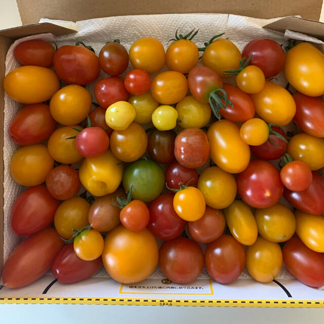 トマト　ミックス１キロ 食品/飲料/酒の食品(野菜)の商品写真