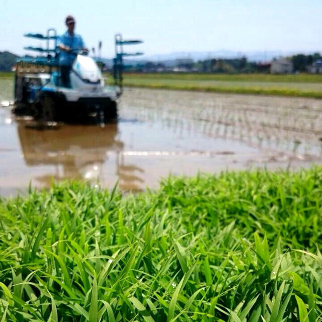 真空パック・R2新潟コシヒカリ特別栽培米　真空パックと保湿米袋入5キロ2個23 5