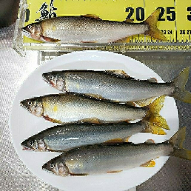 冷凍 鮎 7/22 物部川① プラス7匹 食品/飲料/酒の食品(魚介)の商品写真