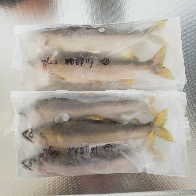 冷凍 鮎 7/22 物部川① プラス7匹 食品/飲料/酒の食品(魚介)の商品写真