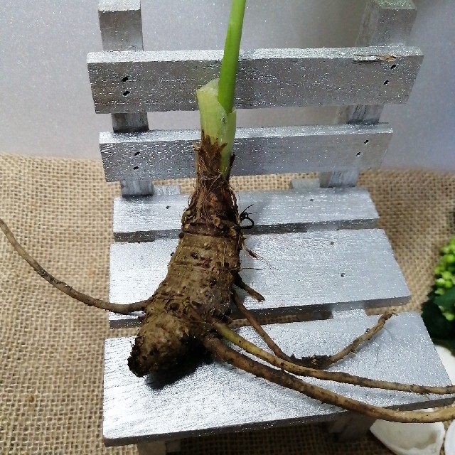 クワズイモ　抜き苗　根付　20cm程度 ハンドメイドのフラワー/ガーデン(その他)の商品写真