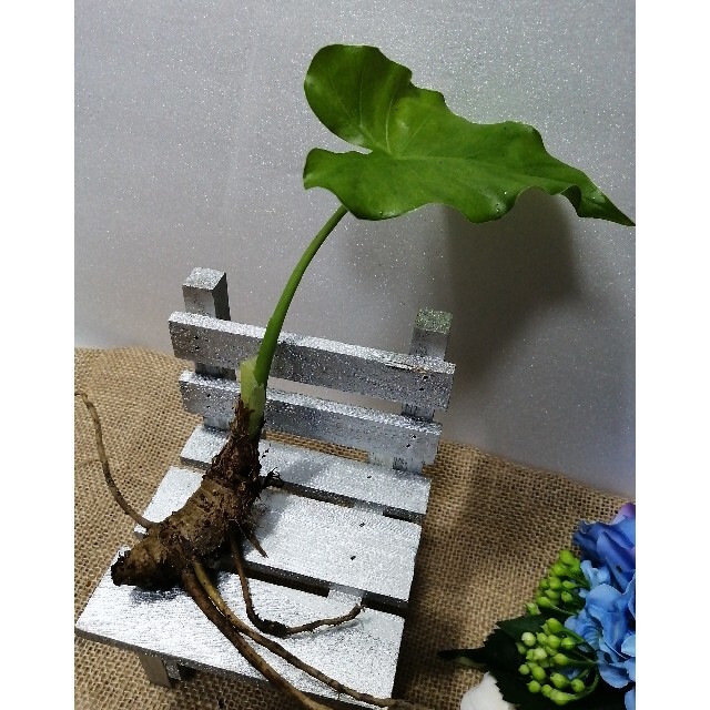 クワズイモ　抜き苗　根付　20cm程度 ハンドメイドのフラワー/ガーデン(その他)の商品写真
