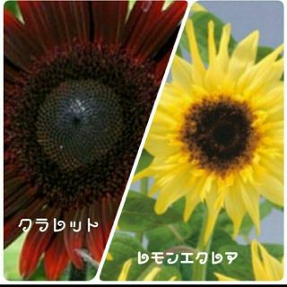 ヒマワリの種　二種類(その他)