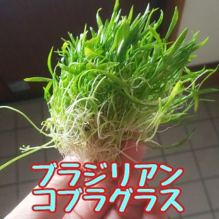 送料込みブラジリアンコブラグラス500円玉サイズ(アクアリウム)