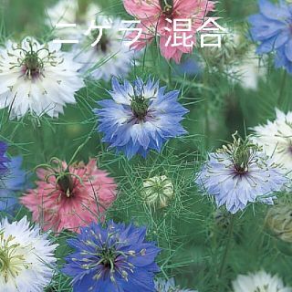 ニゲラ  混合  300粒以上  花種(プランター)