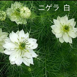 ニゲラ  白  300粒以上  花種(プランター)