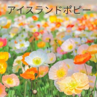 アイスランドポピー  花種  たくさん(その他)