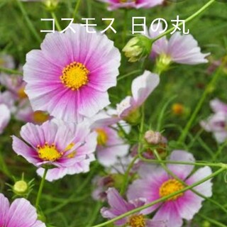 秋桜  40粒以上  日の丸  花種(プランター)
