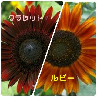 ひまわりの種　二種類(その他)