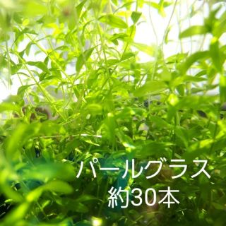 パールグラス　約30本(アクアリウム)