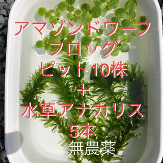 浮草ドワーフアマフロ＋水草アナカリス(アクアリウム)