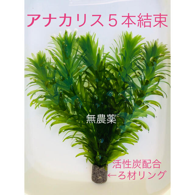 水草アナカリス5本結束 その他のペット用品(アクアリウム)の商品写真