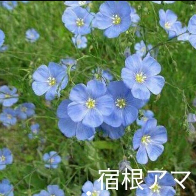 宿根アマ  50粒以上  花種  青花 ハンドメイドのフラワー/ガーデン(プランター)の商品写真