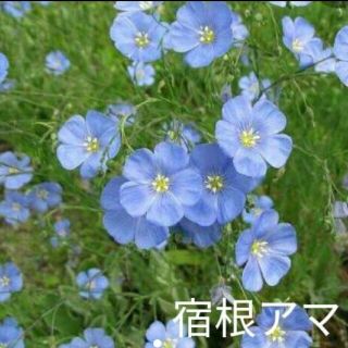 宿根アマ  50粒以上  花種  青花(プランター)