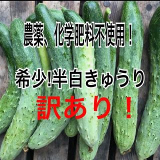 訳あり！ 無農薬 半白きゅうり(野菜)